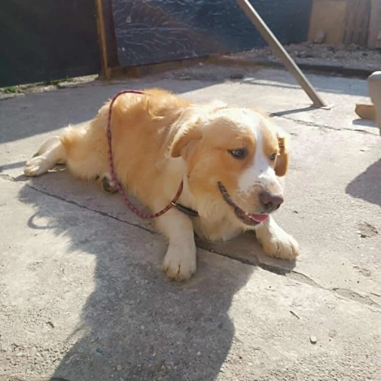 Lav,  Mixed Breed for adoption at Udomi Psa — Šapasti raj, Belgrade