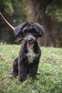 Abi, Mixed Breed for adoption at Udomi Psa — Šapasti raj, Belgrade
