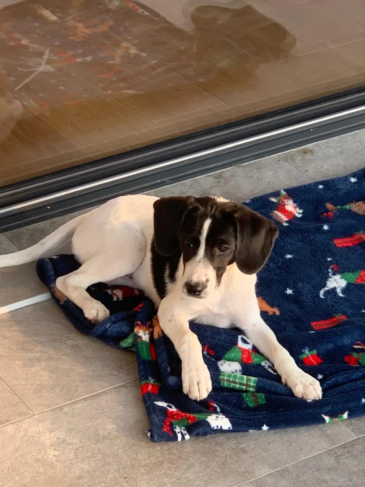 Mila, female Mixed Breed for adoption at Udomi Psa — Šapasti raj, Belgrade