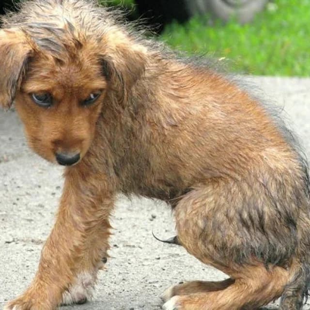 Stejdž,  Mixed Breed for adoption at Udruženje za zaštitu životinja SPANS