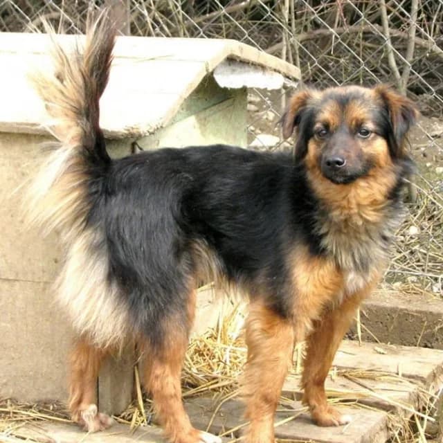 Ružica,  Mixed Breed for adoption at Udruženje za zaštitu životinja SPANS