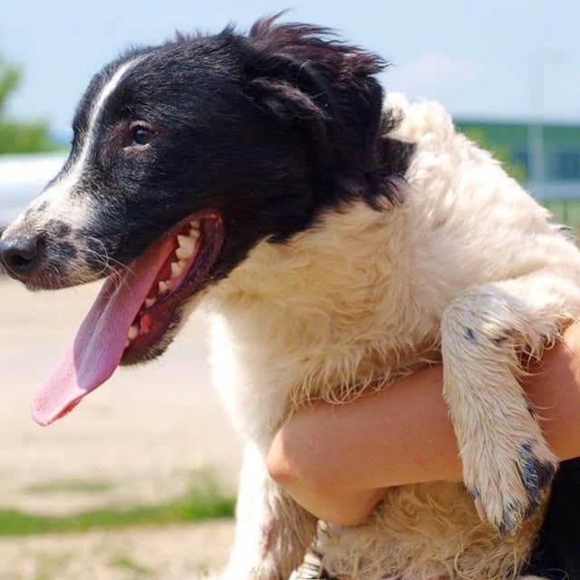 Stana,  Mixed Breed for adoption at Udruženje za zaštitu životinja SPANS