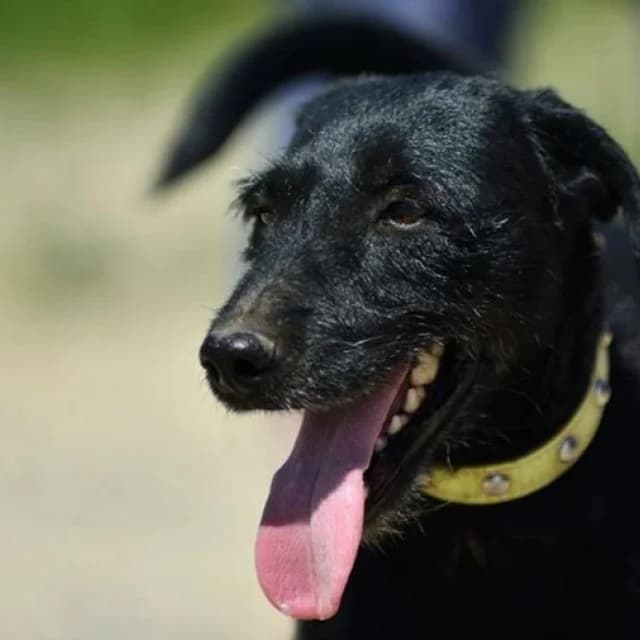 Floky,  Mixed Breed for adoption at Udruženje za zaštitu životinja SPANS
