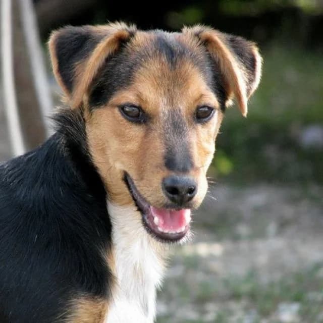 Shmic,  Mixed Breed for adoption at Udruženje za zaštitu životinja SPANS