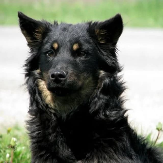 Peđa,  Mixed Breed for adoption at Udruženje za zaštitu životinja SPANS