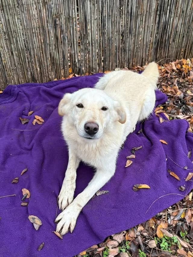 Dorothy, puppy Mixed Breed for adoption at Whispaws Animal Sanctuary, Serbia (UK-managed)