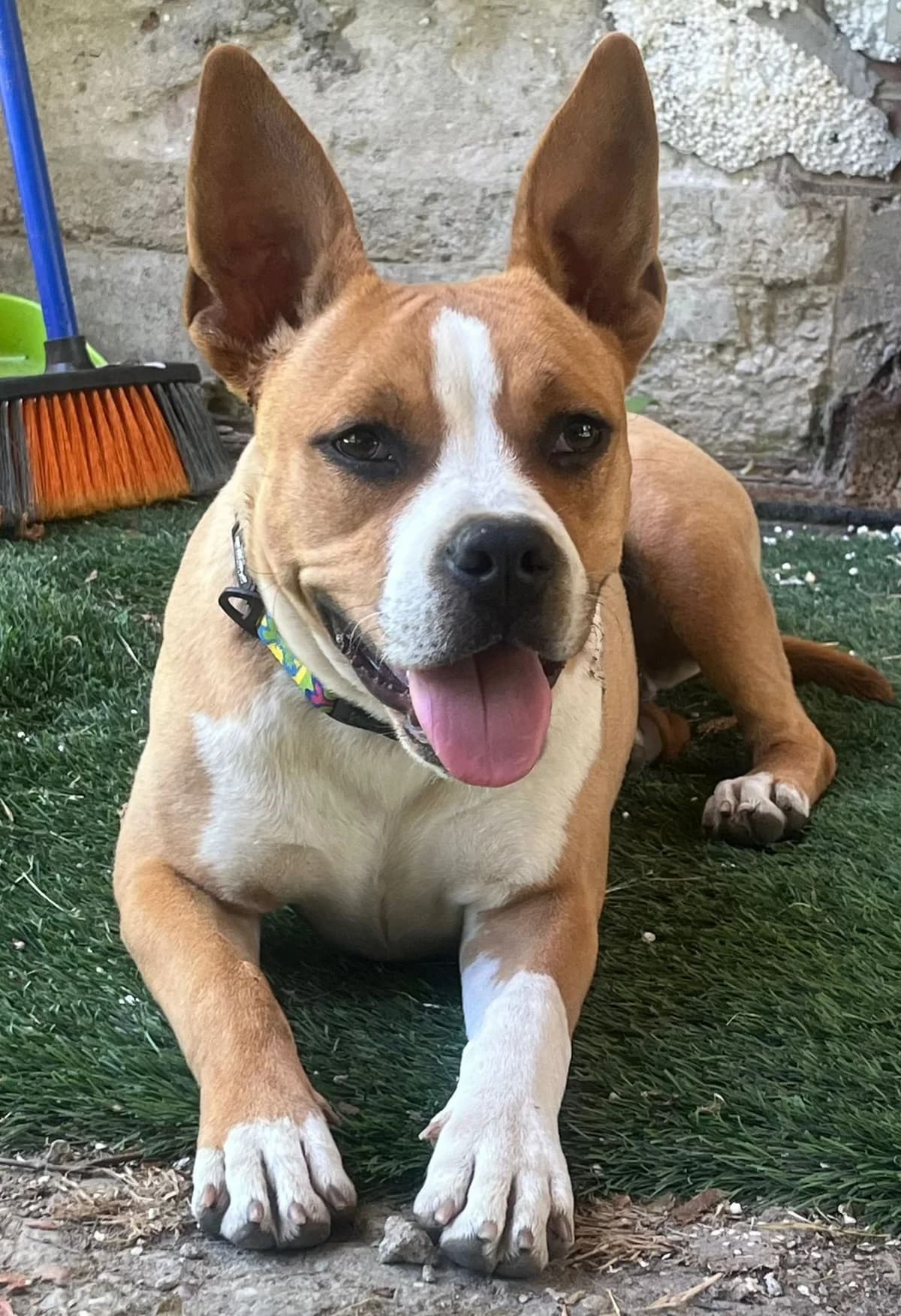 Lena,  young Mixed Breed for adoption at Whispaws Animal Sanctuary, Serbia (UK-managed)