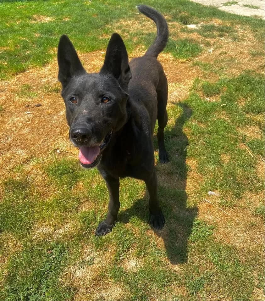 Dexter,  4yo Mixed Breed for adoption at Whispaws Animal Sanctuary, Serbia (UK-managed)