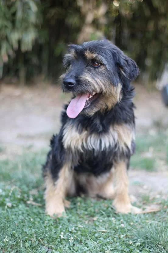 Nora,  young Mixed Breed for adoption at Whispaws Animal Sanctuary, Serbia (UK-managed)
