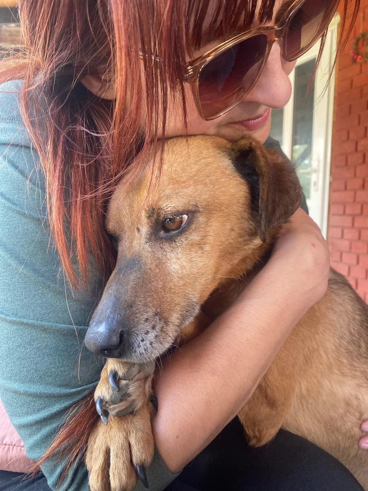 Django,  7yo Mixed Breed for adoption at Whispaws Animal Sanctuary, Serbia (UK-managed)