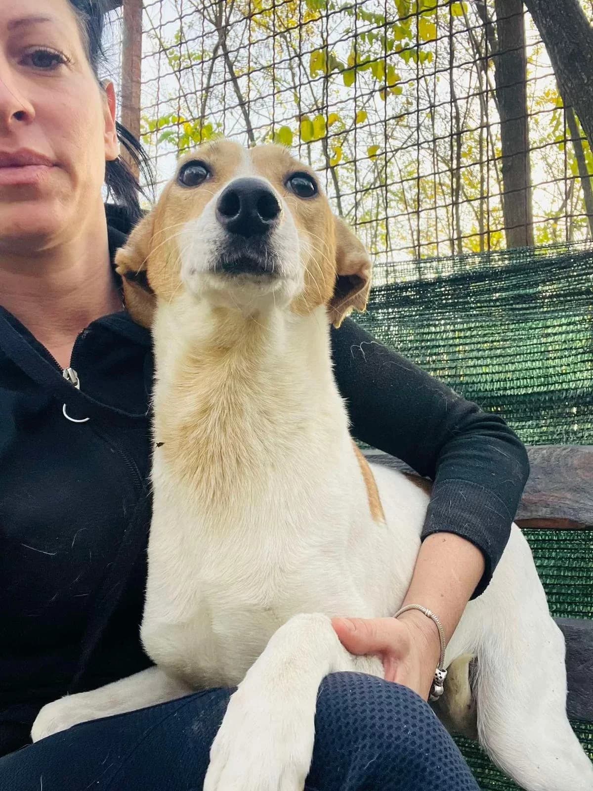 Lili,  6yo Mixed Breed for adoption at Whispaws Animal Sanctuary, Serbia (UK-managed)