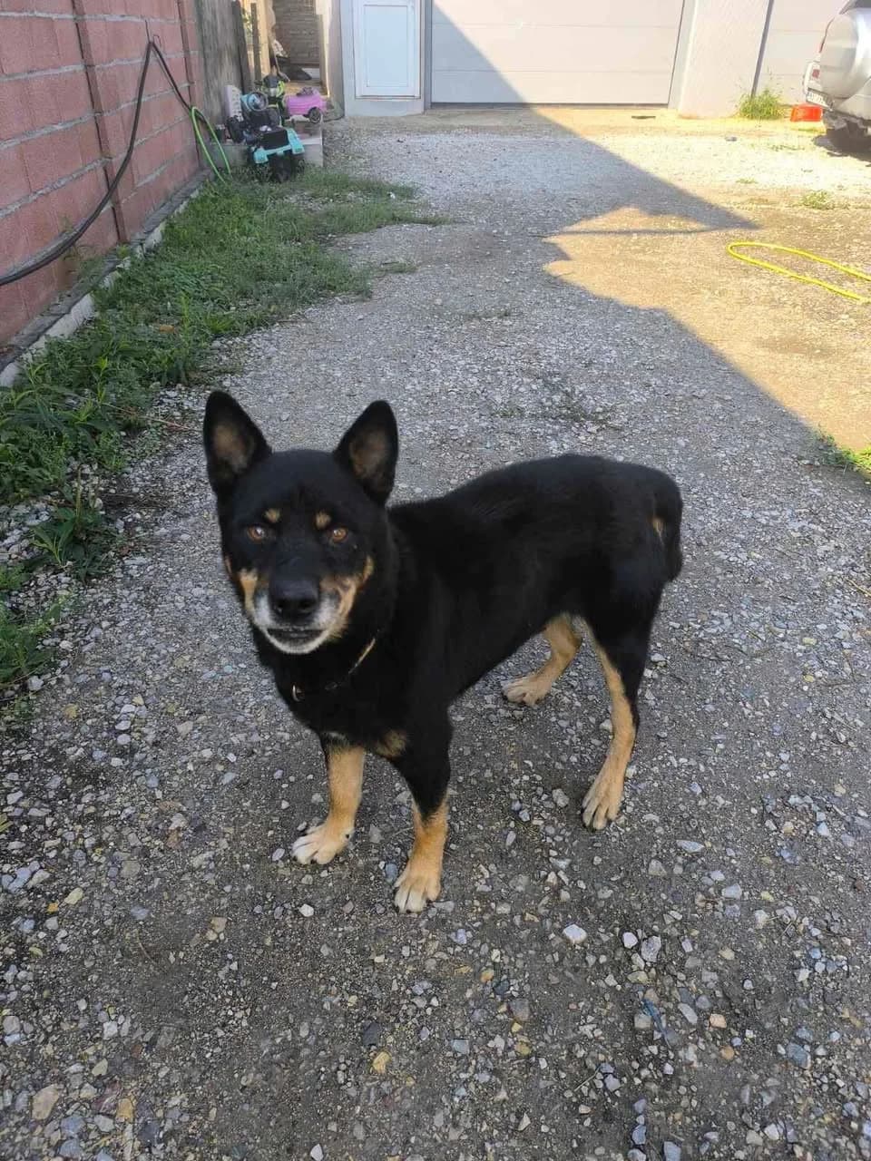 Basil,  6yo Mixed Breed for adoption at Whispaws Animal Sanctuary, Serbia (UK-managed)