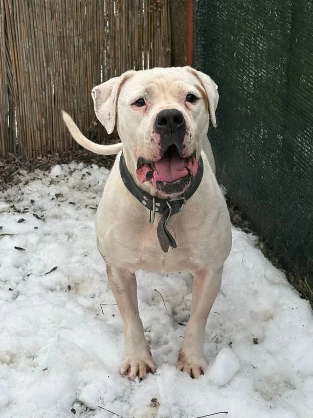 Ira,  senior Mixed Breed for adoption at Whispaws Animal Sanctuary, Serbia (UK-managed)
