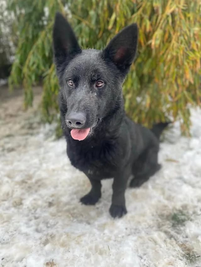 Smokey,  young Mixed Breed for adoption at Whispaws Animal Sanctuary, Serbia (UK-managed)