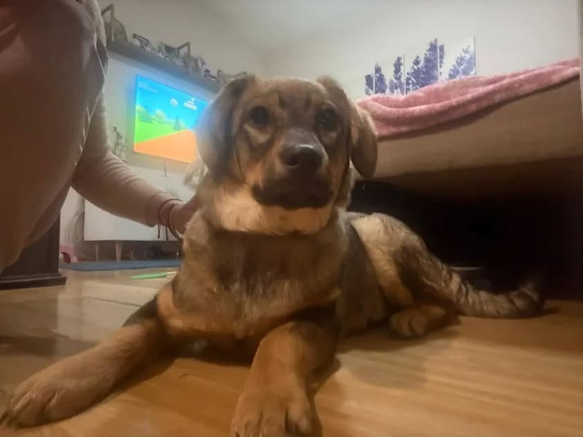 Iris,  young Mixed Breed for adoption at Whispaws Animal Sanctuary, Serbia (UK-managed)