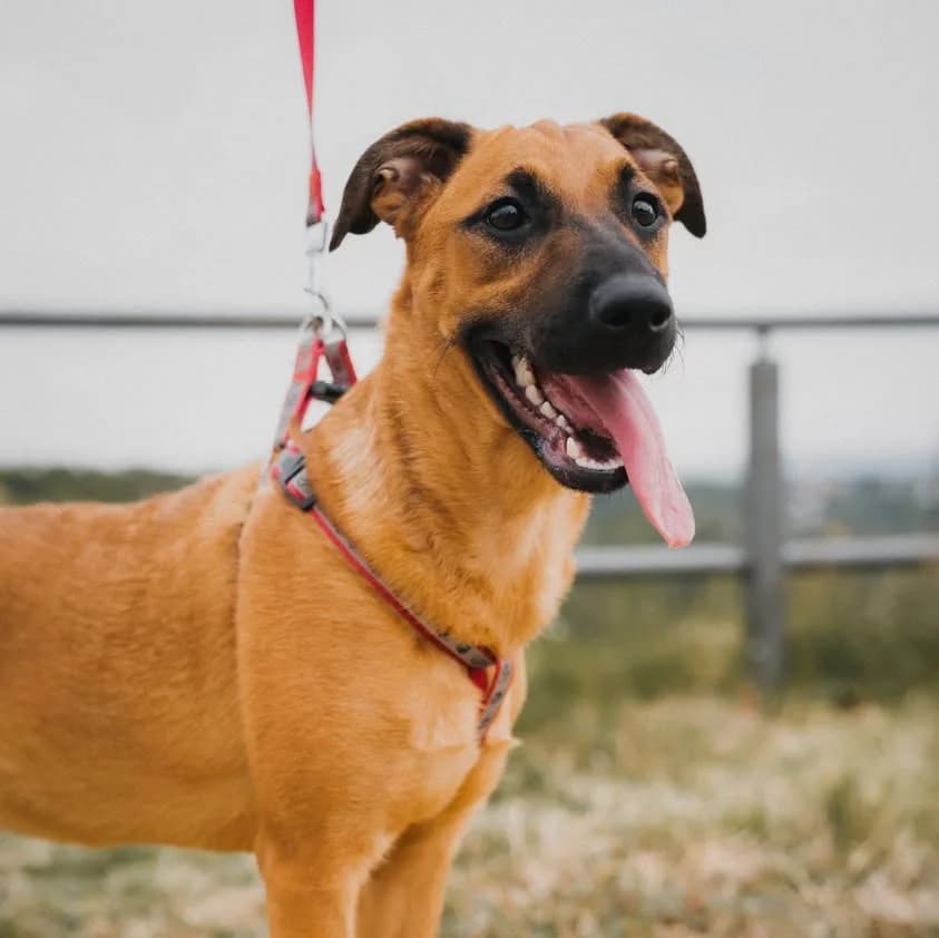Luna,  young Mixed Breed for adoption at Whispaws Animal Sanctuary, Serbia (UK-managed)