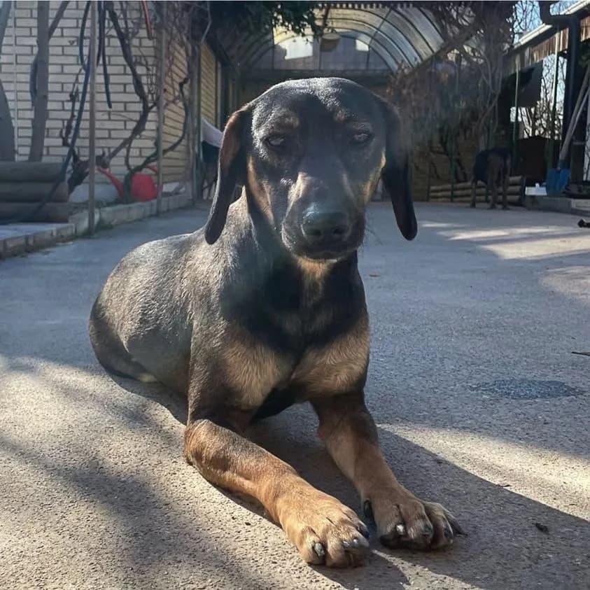 Maxine,  4yo Mixed Breed for adoption at Whispaws Animal Sanctuary, Serbia (UK-managed)