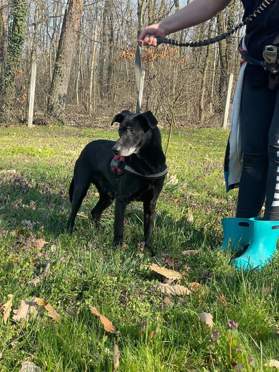 Filip,  7yo Mixed Breed for adoption at Whispaws Animal Sanctuary, Serbia (UK-managed)