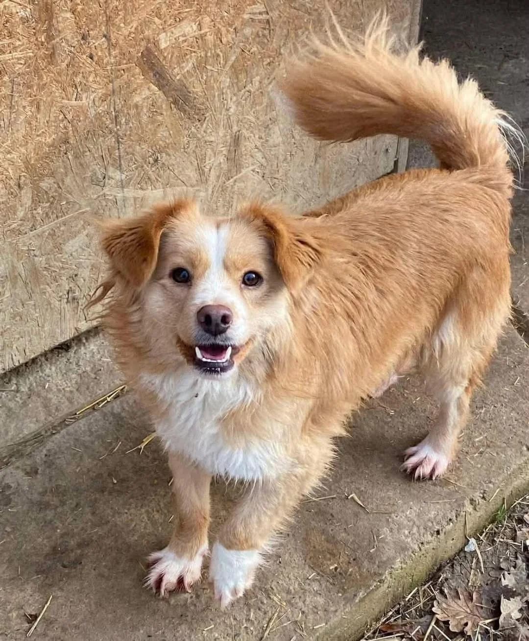 Ceda,  3yo Mixed Breed for adoption at Whispaws Animal Sanctuary, Serbia (UK-managed)