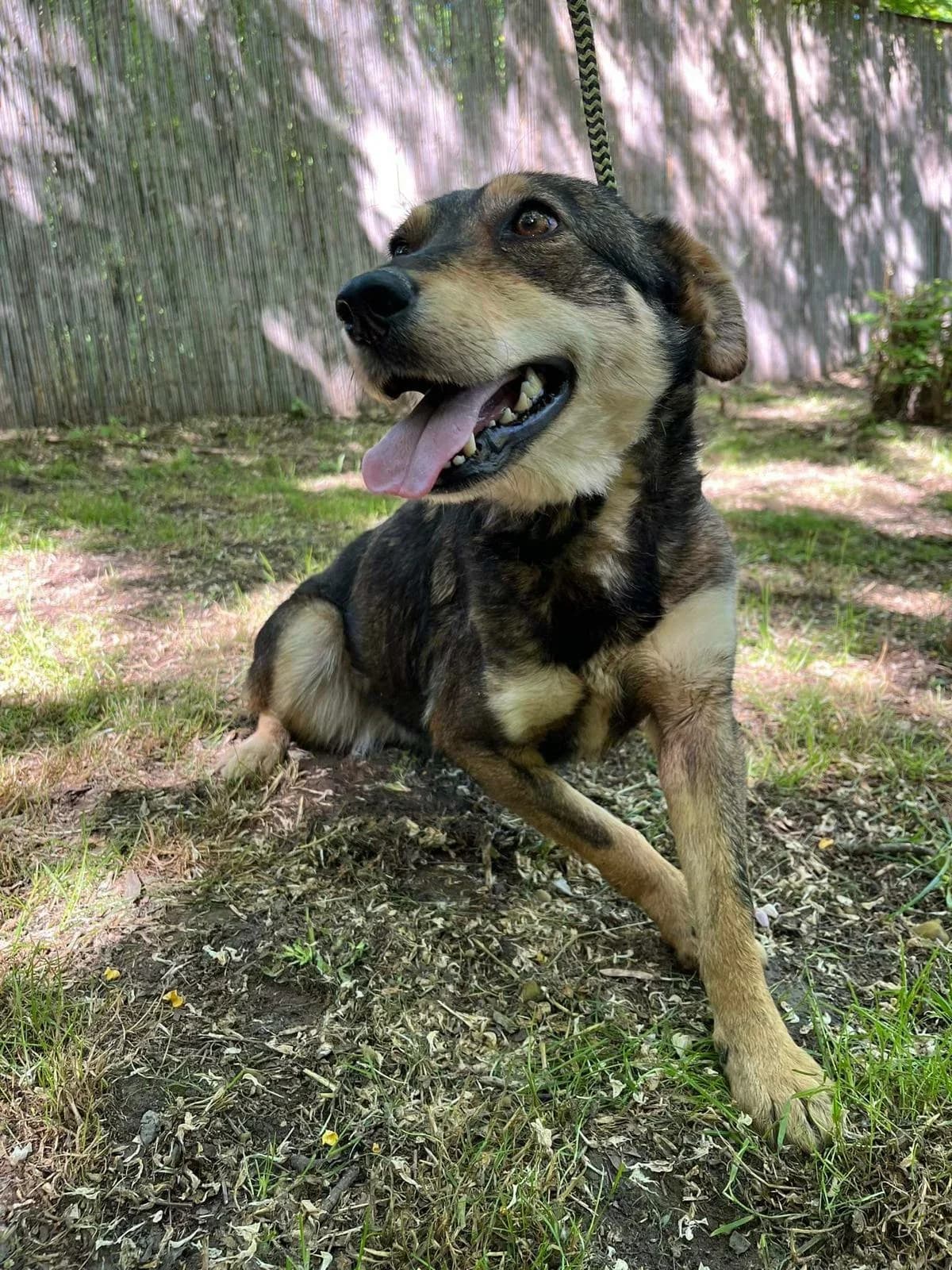 Sofi,  5yo Mixed Breed for adoption at Whispaws Animal Sanctuary, Serbia (UK-managed)