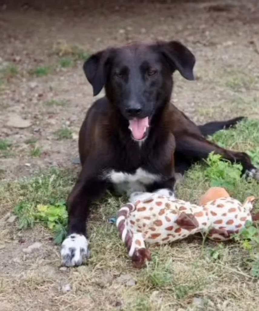 Jackie, 3yo Mixed Breed for adoption at Whispaws Animal Sanctuary, Serbia (UK-managed)