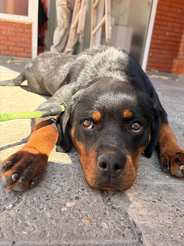 Beatrice,  young Mixed Breed for adoption at Whispaws Animal Sanctuary, Serbia (UK-managed)