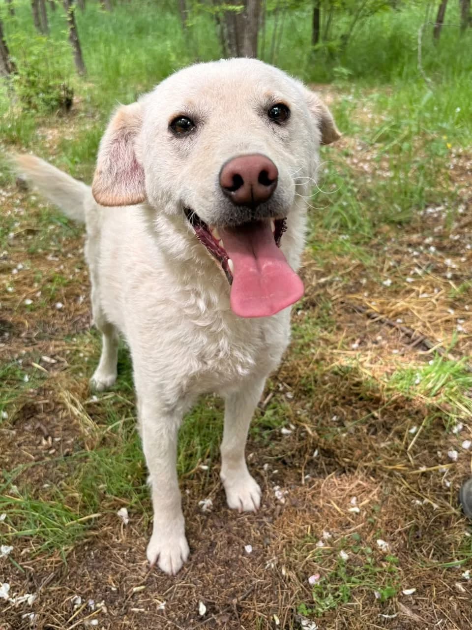 Beki,  Mixed Breed for adoption at Whispaws Animal Sanctuary, Serbia (UK-managed)