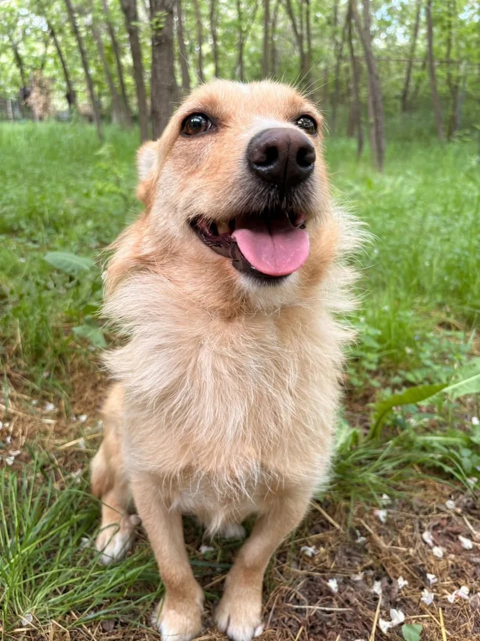 Koko,  Mixed Breed for adoption at Whispaws Animal Sanctuary, Serbia (UK-managed)
