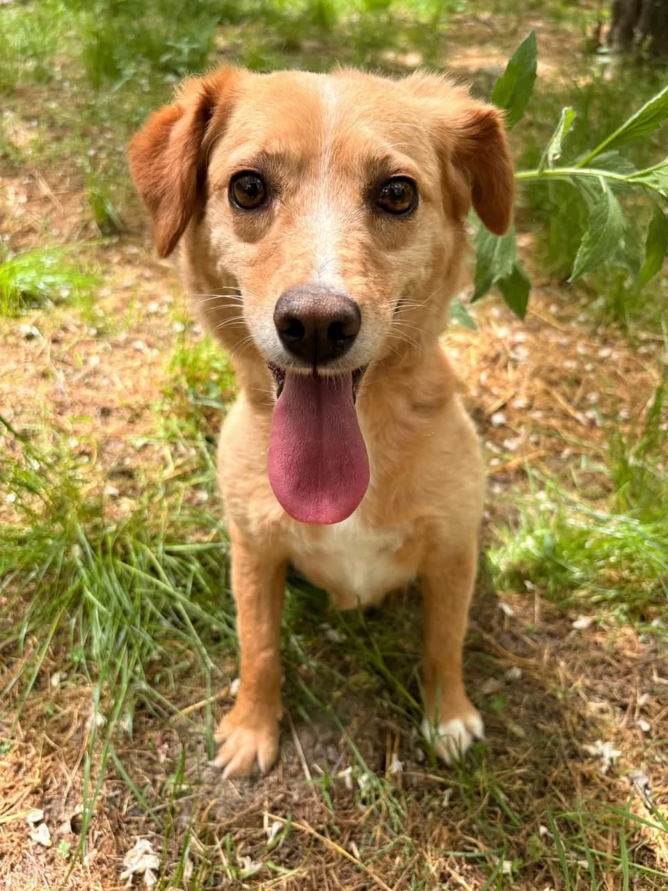 Sunny,  Mixed Breed for adoption at Whispaws Animal Sanctuary, Serbia (UK-managed)