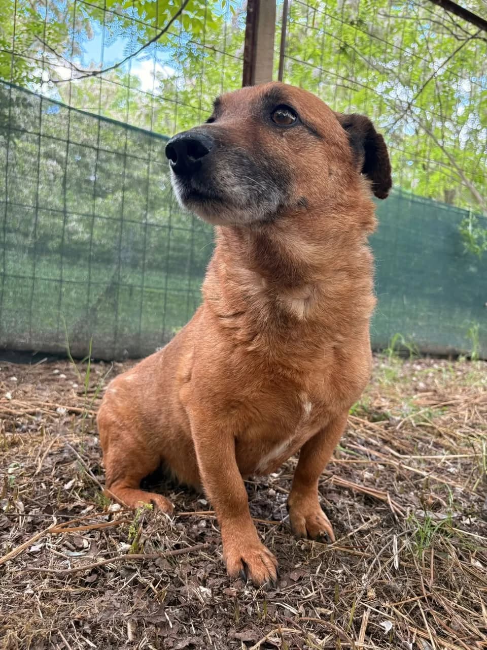 Zucha,  Mixed Breed for adoption at Whispaws Animal Sanctuary, Serbia (UK-managed)