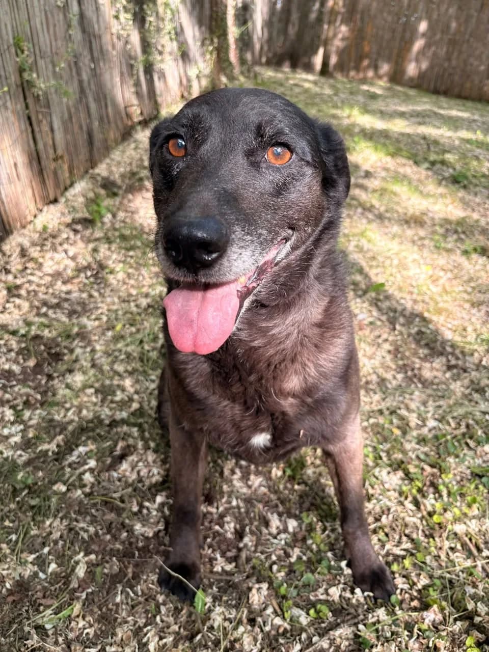 Nera, Mixed Breed (Whispaws Animal Sanctuary)
