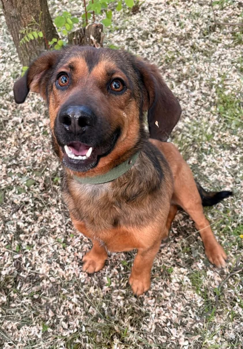 Simba, Mixed Breed (Whispaws Animal Sanctuary)