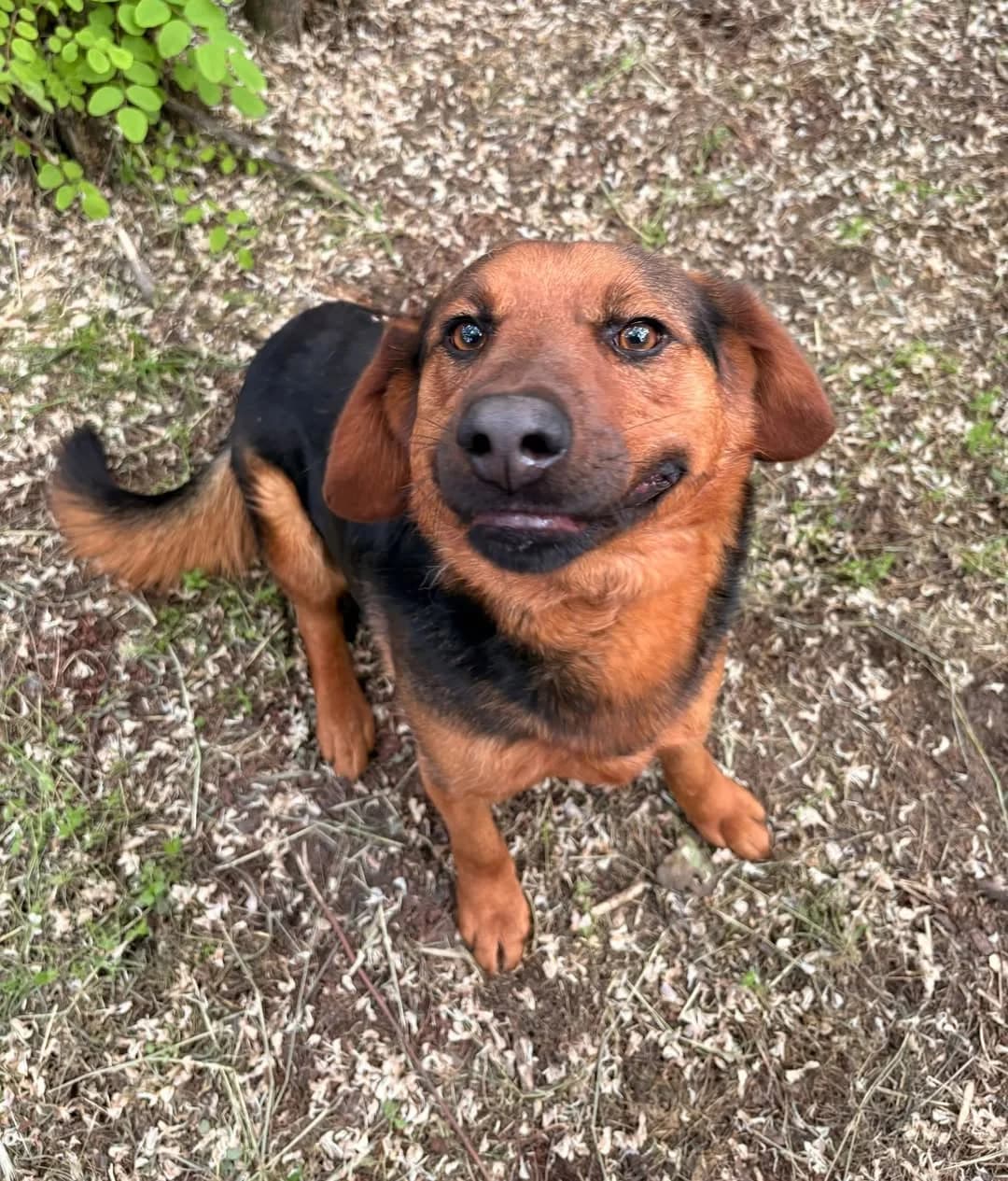 Tina,  Mixed Breed for adoption at Whispaws Animal Sanctuary, Serbia (UK-managed)