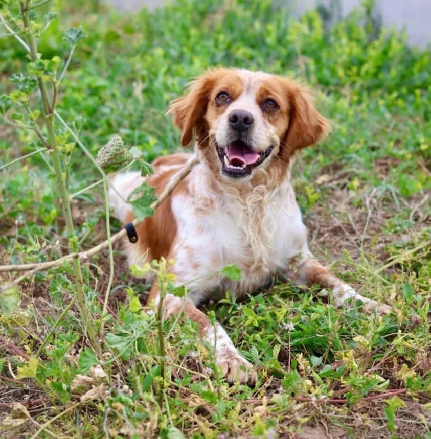 Autumn, 3yo Mixed Breed for adoption at Whispaws Animal Sanctuary, Serbia (UK-managed)