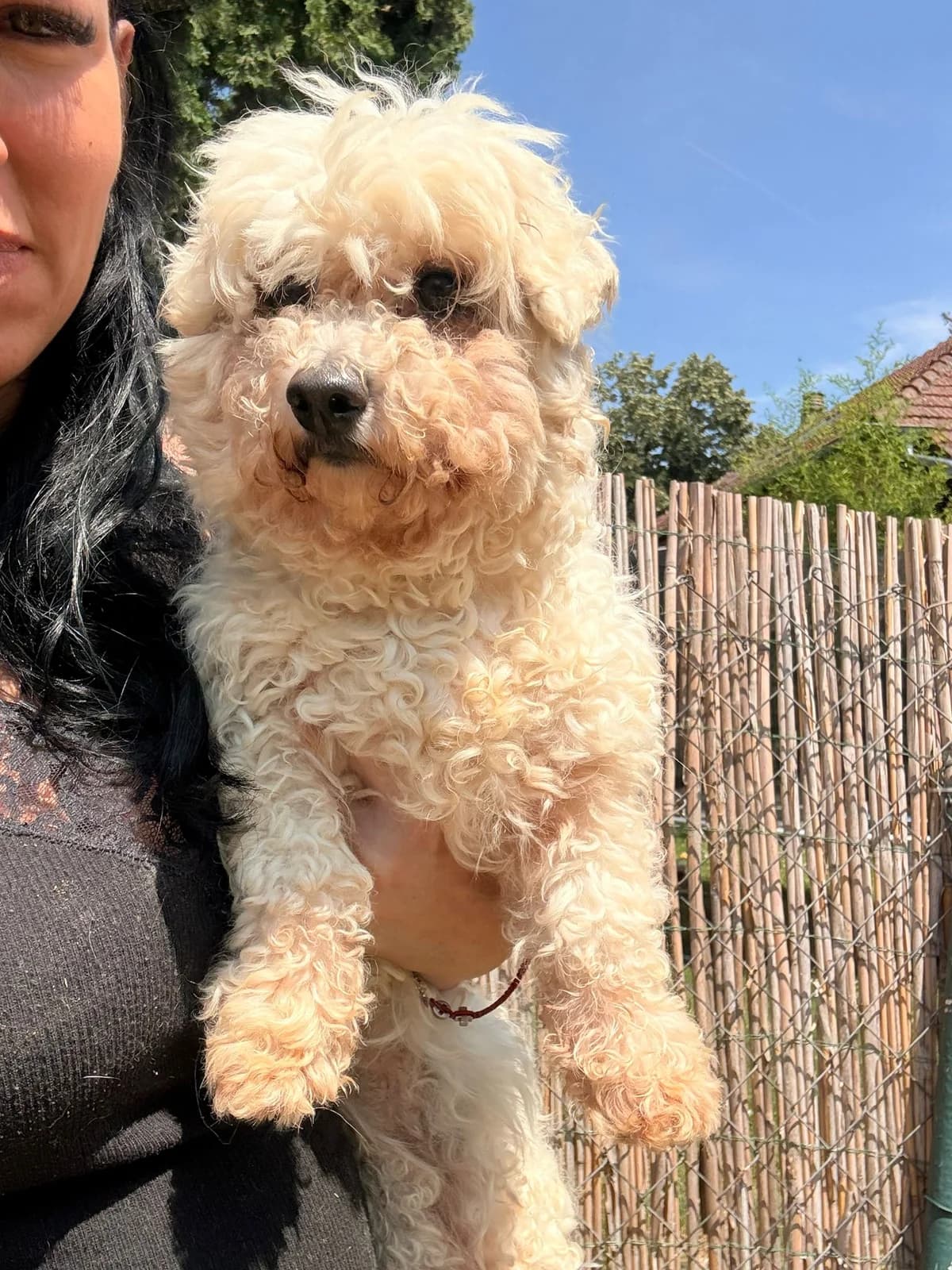 Uma, Mixed Breed (Whispaws Animal Sanctuary)