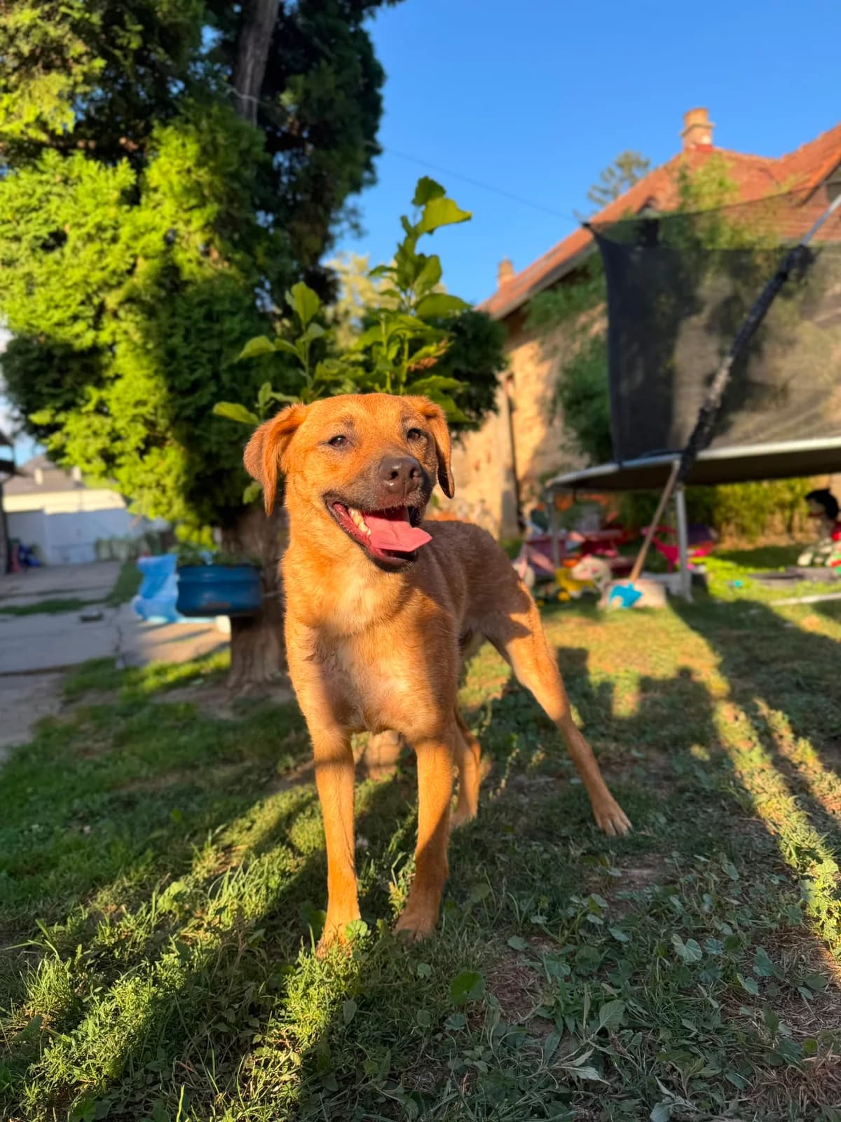 Didi, Mixed Breed for adoption at Whispaws Animal Sanctuary, Serbia (UK-managed)