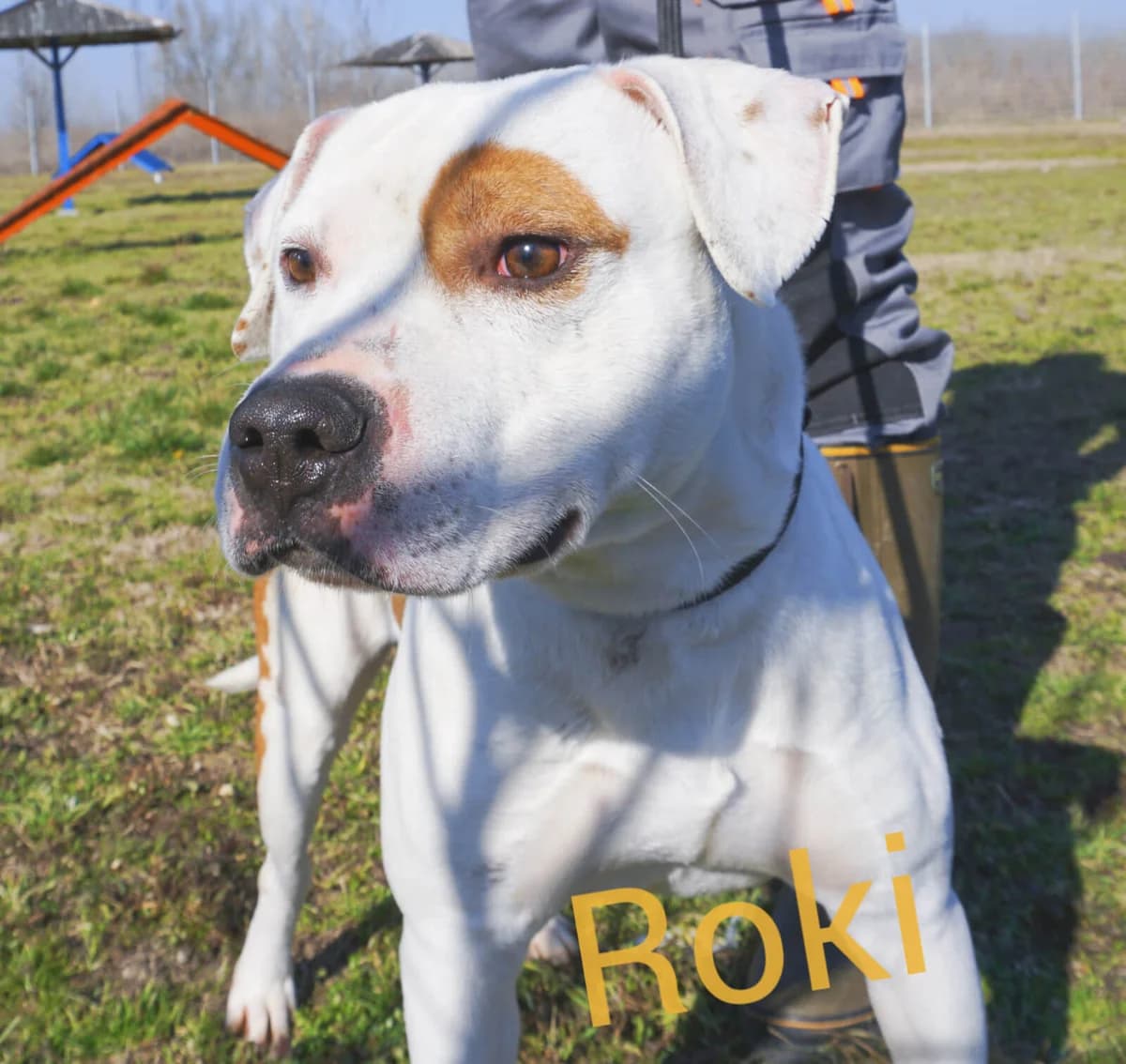 Shila (Шила),  mixed breed for adoption at JKP Zoohigijena i Veterina Novi Sad, Novi Sad