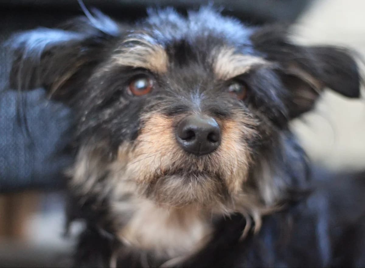 Adopt through Black Dog,  senior Mixed Breed for adoption at The Black Dog Foundation, Stockholm