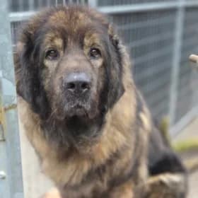 Akita, female 3yo Mastiff for adoption at Hundstallet, Stockholm