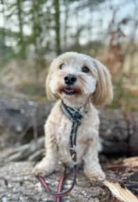 Alfie, female young Mixed Breed for adoption at Hundstallet, Stockholm