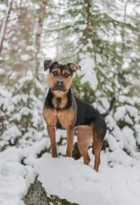 Bella, female young Mixed Breed for adoption at Hundstallet, Stockholm