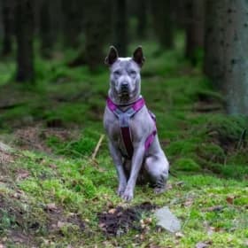 Berit, Mixed Breed (Hundstallet)