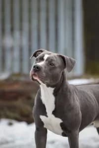 Bobby, female young Mixed Breed for adoption at Hundstallet, Stockholm
