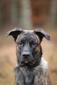 Bonzo, female puppy Mixed Breed for adoption at Hundstallet, Stockholm