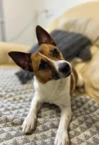 Boris, female young Mixed Breed for adoption at Hundstallet, Stockholm