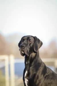 Cody, female senior Great Dane for adoption at Hundstallet, Stockholm