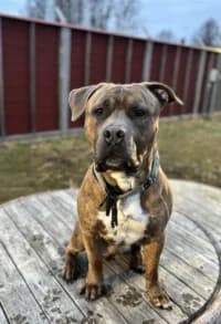 Helix, Mixed Breed (Hundstallet)