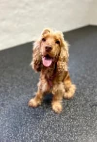 Hugo, female young Cocker Spaniel for adoption at Hundstallet, Stockholm