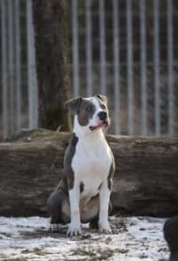 Joel, female young Mixed Breed for adoption at Hundstallet, Stockholm