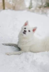 Keisy, female young Mixed Breed for adoption at Hundstallet, Stockholm